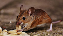 24 Hour & Emergency Exterminators in Heartville, IL